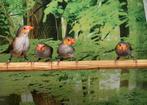 Oranjekaakjes diverse koppels., Dieren en Toebehoren, Vogels | Overige Vogels, Meerdere dieren