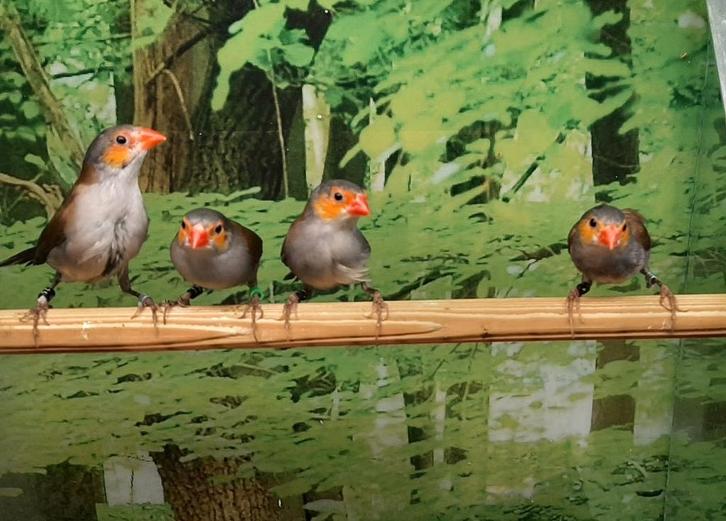 Oranjekaakjes diverse koppels., Dieren en Toebehoren, Vogels | Overige Vogels, Meerdere dieren