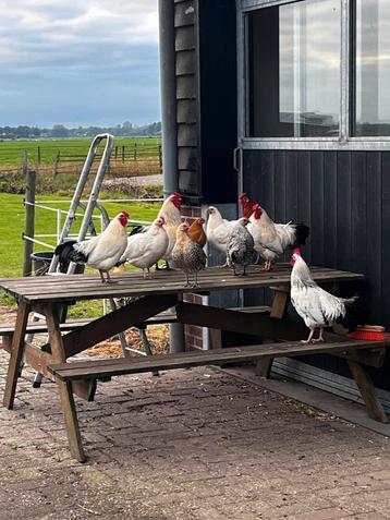 Te koop hobby kuikens. beschikbaar voor biedingen
