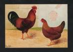 Pluimvee Kippen Welsumer Roodpatrijs Boerderij, Van Gink, Ophalen of Verzenden, 1980 tot heden, Ongelopen, Vogel