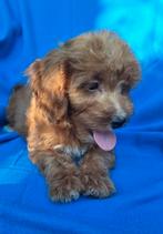 Lieve kleine doodle pups  💗🩵, Dieren en Toebehoren, Honden | Chihuahua's en Gezelschapshonden, Nederland, Overige rassen, CDV (hondenziekte)