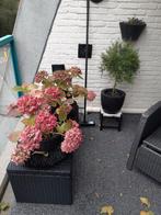 Hortensia's en Bremboompje voor Balkon of Tuin, Tuin en Terras, Planten | Tuinplanten, Vaste plant, Halfschaduw, Zomer, Ophalen