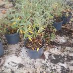 Restpartij paarse vlinderstruiken | Buddleja ' Nanho Purple', Ophalen, Zomer, Overige soorten