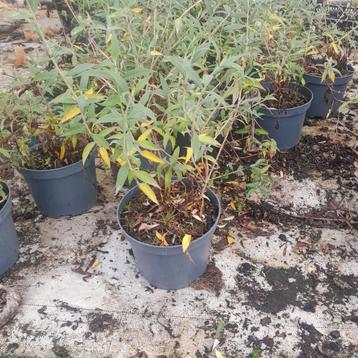 Restpartij paarse vlinderstruiken | Buddleja ' Nanho Purple' beschikbaar voor biedingen