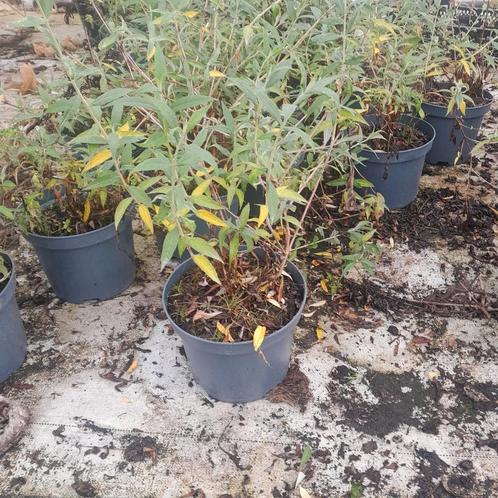 Restpartij paarse vlinderstruiken | Buddleja ' Nanho Purple', Tuin en Terras, Planten | Tuinplanten, Overige soorten, Zomer, Ophalen