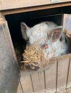 2 bejaarde varkentjes zoeken een liefdevol tehuis, Meerdere dieren, Varken