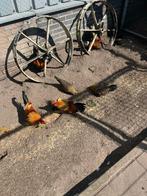 Broedeieren, Geslacht onbekend, Kip