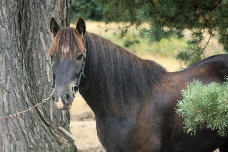 Tinker te koop, Dieren en Toebehoren, Paarden, Ruin, Minder dan 160 cm, 11 jaar of ouder, Recreatiepaard