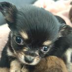Chihuahua pups, Dieren en Toebehoren, Honden | Chihuahua's en Gezelschapshonden, 8 tot 15 weken, Meerdere, Meerdere dieren, Chihuahua