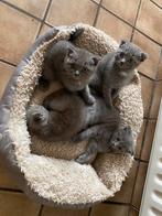 Britse kittens, Dieren en Toebehoren