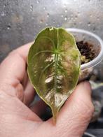 Alocasia azlanii gegroeit uit een knol, Dieren en Toebehoren