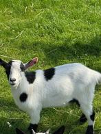 Geiten bok - dwerggeitje bok, Dieren en Toebehoren, Schapen, Geiten en Varkens, Mannelijk, Geit