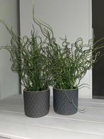 Kunstplanten met Pot - Set van 2, Huis en Inrichting, Kamerplanten, Ophalen, Overige soorten, Halfschaduw, In pot