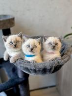 Britse Korthaar Blue Point kittens, Dieren en Toebehoren, Meerdere dieren, Ontwormd, 0 tot 2 jaar