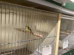 Mozambiquesijs pop, Dieren en Toebehoren, Vogels | Overige Vogels, Vrouwelijk, Tropenvogel