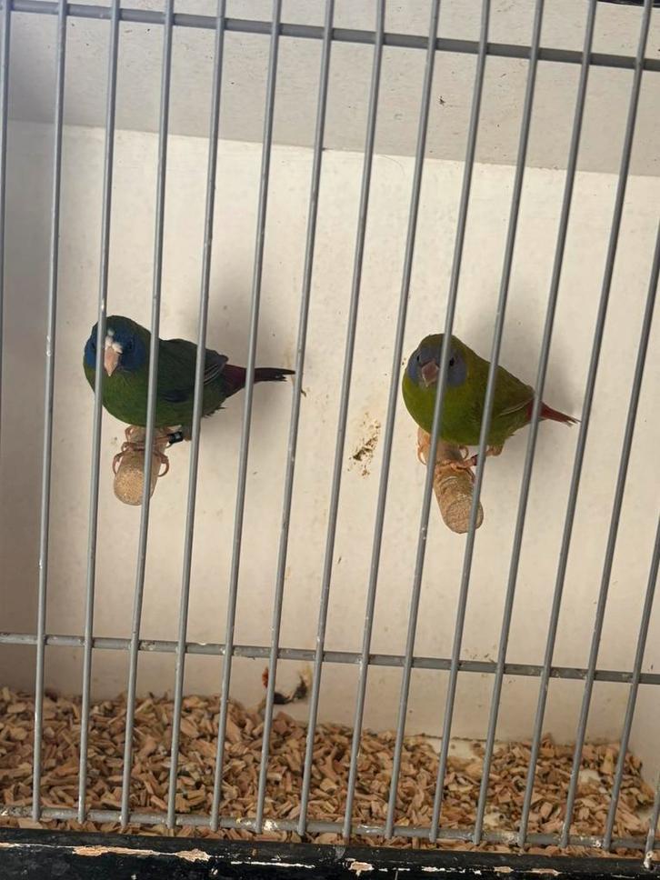 2 Driekleurpapagaaiamadine . Zie omschrijving, Dieren en Toebehoren, Vogels | Overige Vogels, Vrouwelijk