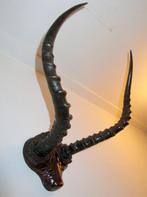 Afrikaans antilope hoorns springbok gewei taxidermie mancave, Ophalen of Verzenden, Zo goed als nieuw, Wild dier, Gewei of Kop
