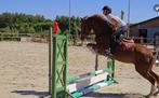 Te koop superbrave E pony, 8 jarige nrps vos Nando!, Dieren en Toebehoren, Paarden, Springpaard, Minder dan 160 cm, Gechipt, Ruin