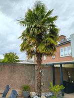 Trachycarpus fortunei,  Chinese waaierpalm,  Palmboom, Tuin en Terras, Planten | Bomen, Ophalen of Verzenden, Zomer, Volle zon