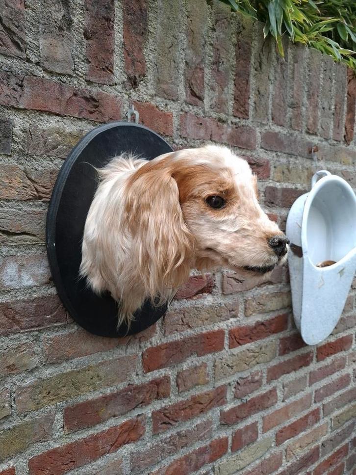 Antieke opgezette hond taxidermy opgezet dog antiek schedel, Verzamelen, Dierenverzamelingen, Gewei of Kop, Hond of Kat, Ophalen