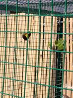 Mooie tropen, Dieren en Toebehoren, Vogels | Overige Vogels, Mannelijk