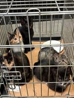 Kittens te koop, Dieren en Toebehoren, Katten en Kittens | Overige Katten, Meerdere dieren, Kortharig, 0 tot 2 jaar