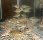 Geophagus redhead, Dieren en Toebehoren, Vis