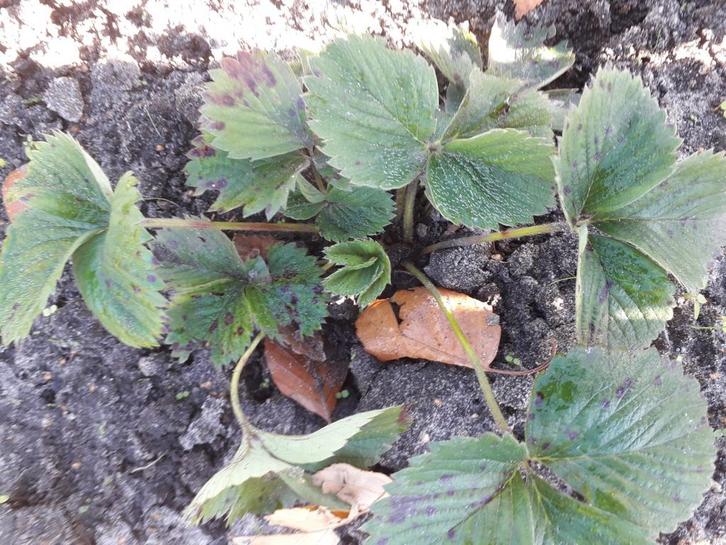 Prachtige biologisch geteelde aardbeienplanten., Tuin en Terras, Planten | Tuinplanten, Ophalen