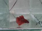 Betta splendens super delta kempvis man, Vis, Zoetwatervis