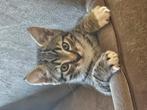 Het knapste cyperse katertje van Marktplaats te koop!, Dieren en Toebehoren, Katten en Kittens | Raskatten | Korthaar, Kater, Ontwormd