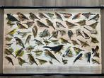Einheimische Singvogel, Ophalen of Verzenden, Natuur en Biologie