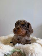 Prachtige langharige dwergteckel zoekt droomhuis, Parvo, Reu, 8 tot 15 weken, Dwerg