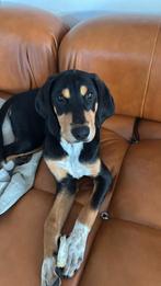 Pandora is in Nederland, Dieren en Toebehoren, Honden | Chihuahua's en Gezelschapshonden, Rabiës (hondsdolheid), 15 weken tot 1 jaar