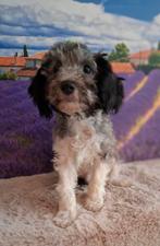 Harlekijn (grijs/zwart wit) toy poedel pupje, reu️, Dieren en Toebehoren, Honden | Chihuahua's en Gezelschapshonden, Poedel, Reu