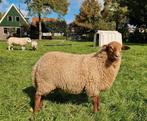 Jonge ram 75% Coburger 25% texelaar, Mannelijk, Schaap