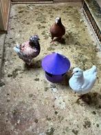 Kingduiven, Dieren en Toebehoren, Vogels | Duiven, Vrouwelijk