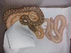 Epicrates Maurus  albino x het.albino nakweek, Dieren en Toebehoren, Slang, 0 tot 2 jaar