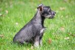 Dwergschnauzer pup te koop (vrouwelijk), Dieren en Toebehoren, Rabiës (hondsdolheid), 15 weken tot 1 jaar, Overige rassen, Buitenland