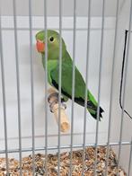 Taranta, Dieren en Toebehoren, Mannelijk, Parkiet