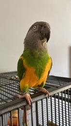 Bonte boer, senegal papagaai chicko, tamme vogel, Dieren en Toebehoren, Vogels | Parkieten en Papegaaien, Mannelijk, Papegaai