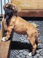 Boerboel pup Goedhart Ysterberg Mastiff, Dieren en Toebehoren, Honden | Bulldogs, Pinschers en Molossers, Overige rassen, 8 tot 15 weken