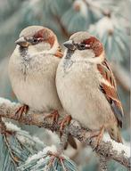 borduurpatroon/24, Hobby en Vrije tijd, Ophalen, Nieuw, Handborduren, Patroon