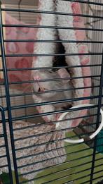 Geen tamme ratje, Dieren en Toebehoren, Knaagdieren, April, Mannelijk, Rat