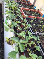 Planten soorten, Tuin en Terras, Planten | Tuinplanten, Ophalen, Zomer, Groenteplanten, Volle zon