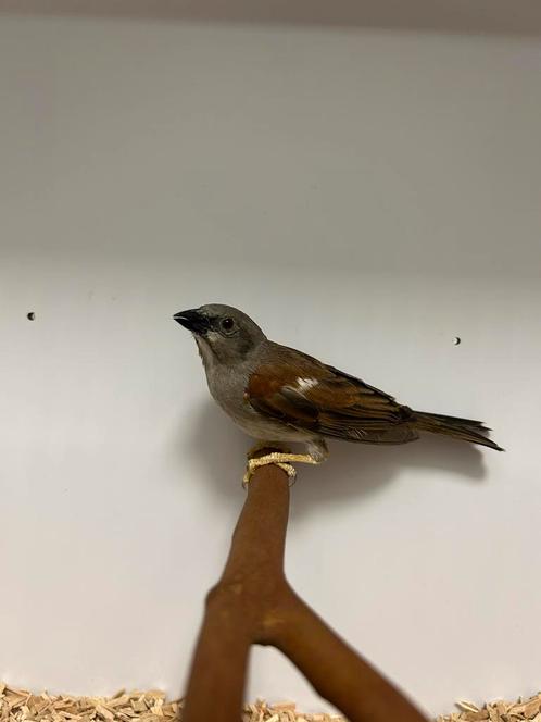 2-0 grijskop mus, Dieren en Toebehoren, Vogels | Overige Vogels, Tropenvogel, Mannelijk