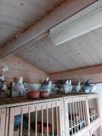 6 stuks Birmingham rollers, Dieren en Toebehoren, Vogels | Duiven, Meerdere dieren, Tuimelaar of Roller