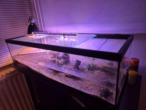 schildpadden aquarium met 2 schildpadden, Dieren en Toebehoren, Reptielen en Amfibieën | Toebehoren, Gebruikt, Terrarium of Paludarium