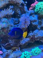 Doktersvis zebrasoma xanthurum, Dieren en Toebehoren, Vis