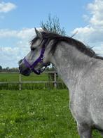 Drachtige Welsh B merrie (6jr) & Shetlander hengstveulen, Dieren en Toebehoren, Pony's, Merrie, 3 tot 6 jaar, C pony (1.27m tot 1.37m)