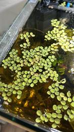 Salvinia Mitans drijfplant, Dieren en Toebehoren, Ophalen, Nieuw, Plant(en), Steen of Hout